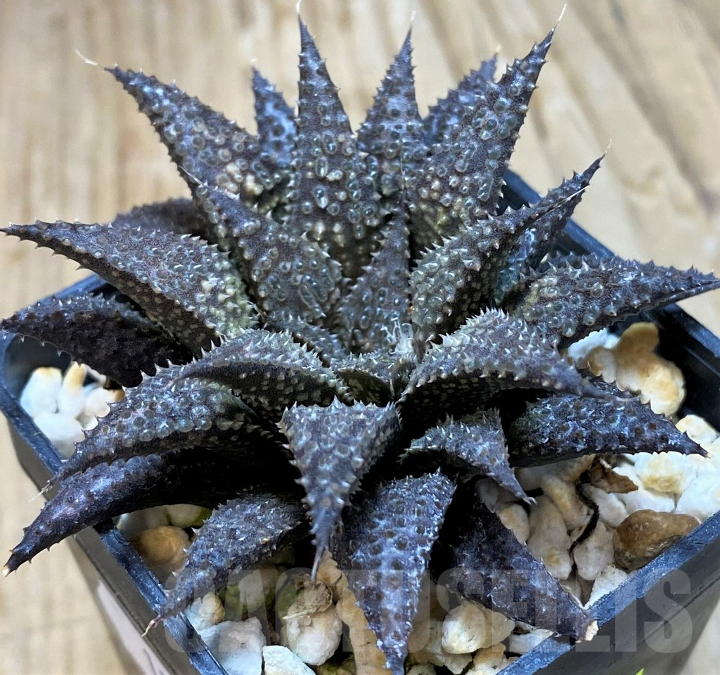 SH11639 Haworthia wimii x koelmaniorum - Image 2