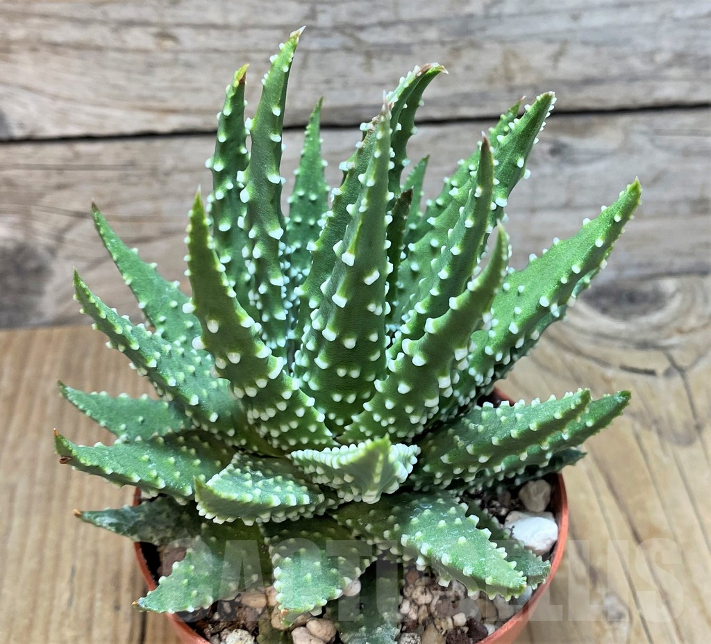 SH11656 Haworthia margaritifera