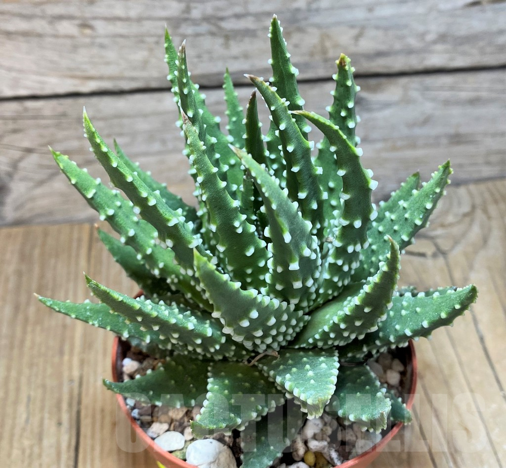 SH11656 Haworthia margaritifera - immagine 2