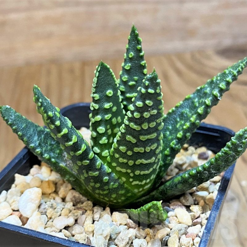 SH11958 Haworthia pumila 'Donut'