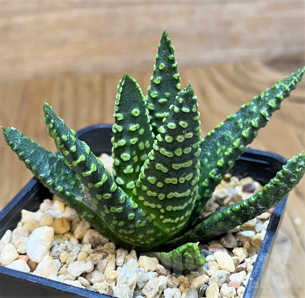 SH11958 Haworthia pumila 'Donut'