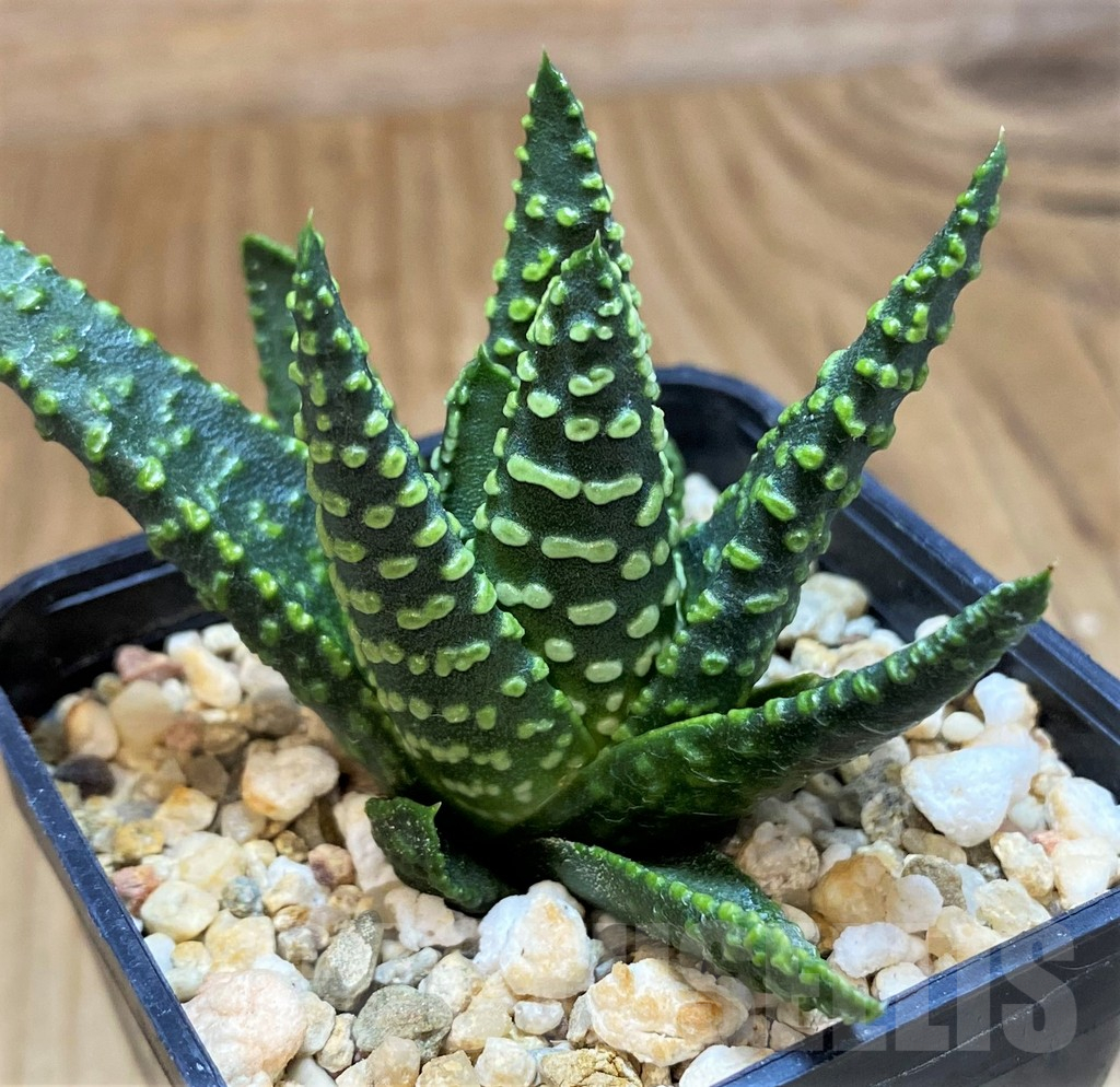 SH11958 Haworthia pumila 'Donut' - Image 2