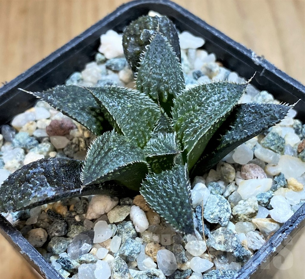 SH11959 Haworthia mirabilis v. pilosa - Image 2