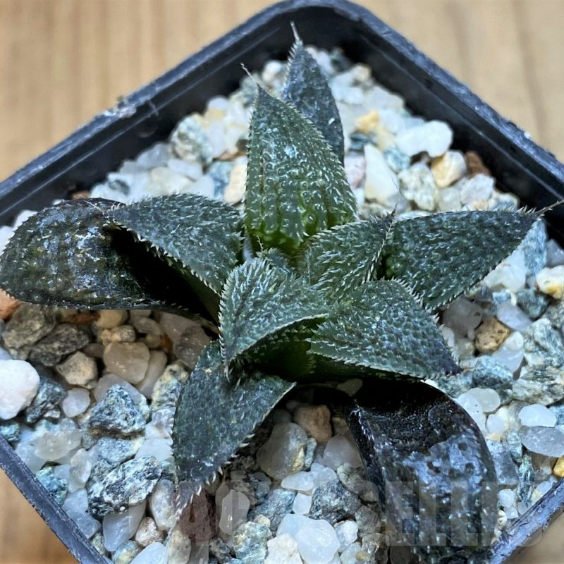 SH11959 Haworthia mirabilis v. pilosa