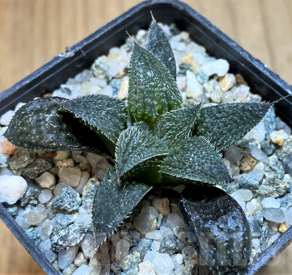 SH11959 Haworthia mirabilis v. pilosa