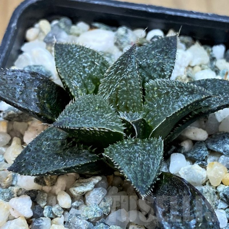 SH11960 Haworthia mirabilis v. pilosa