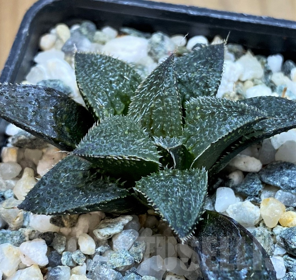 SH11960 Haworthia mirabilis v. pilosa