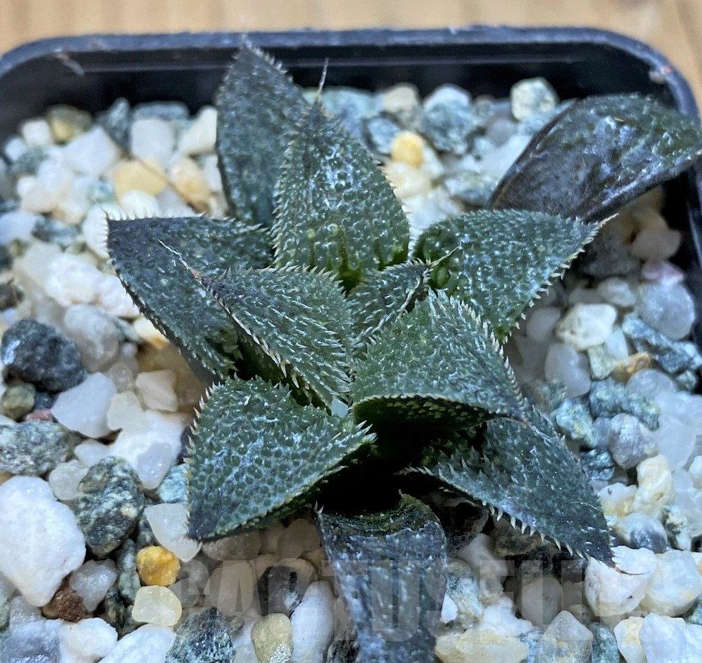 SH11960 Haworthia mirabilis v. pilosa - Image 2