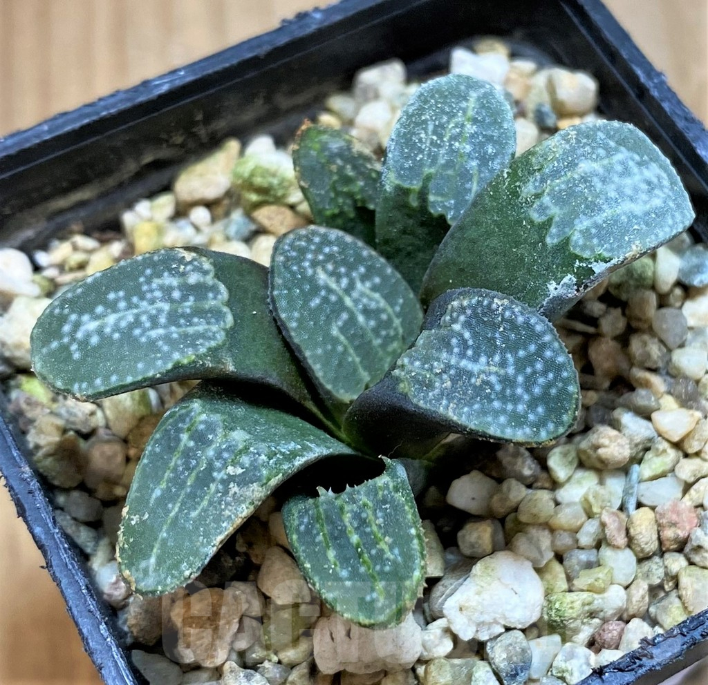 SH11961 Haworthia groenewaldii - Image 2
