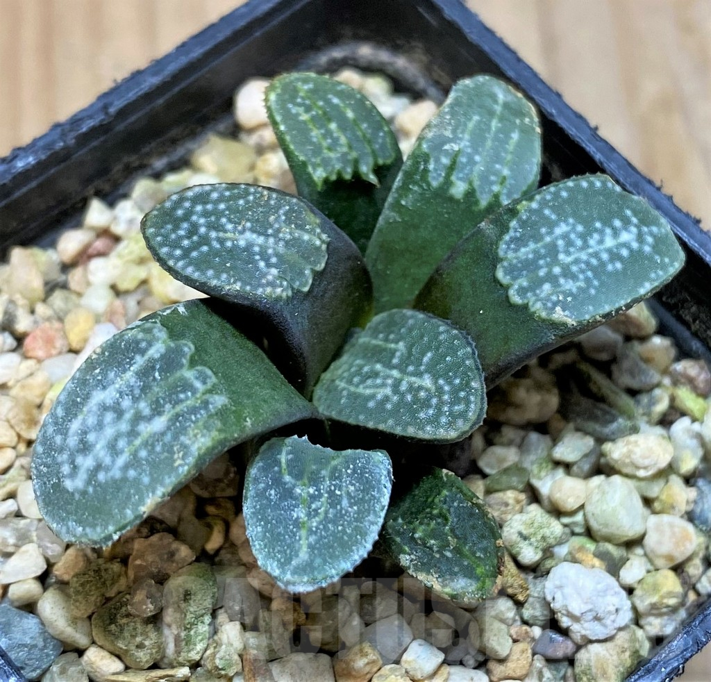 SH11961 Haworthia groenewaldii