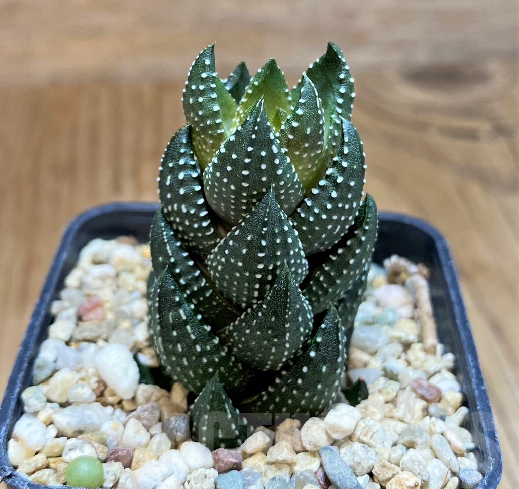 SH11962 Haworthia coarctata - immagine 2