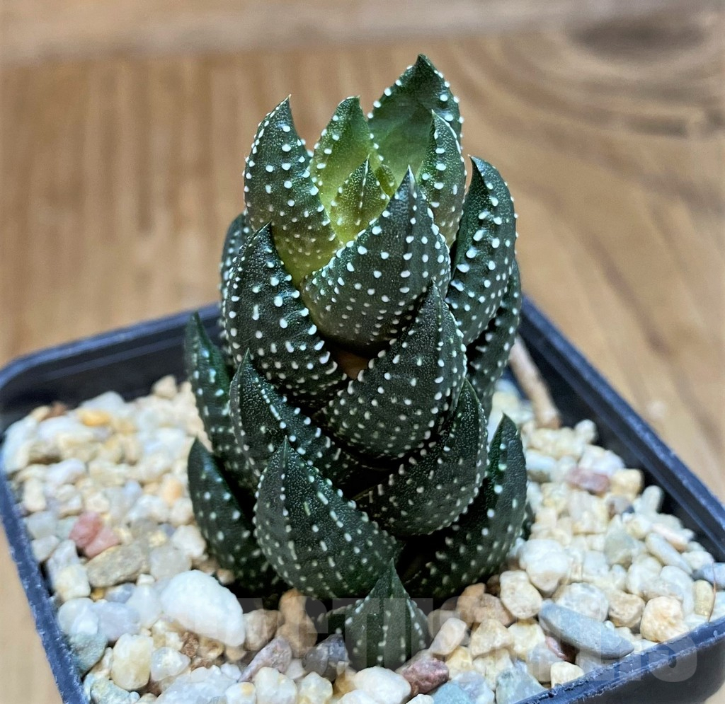 SH11962 Haworthia coarctata