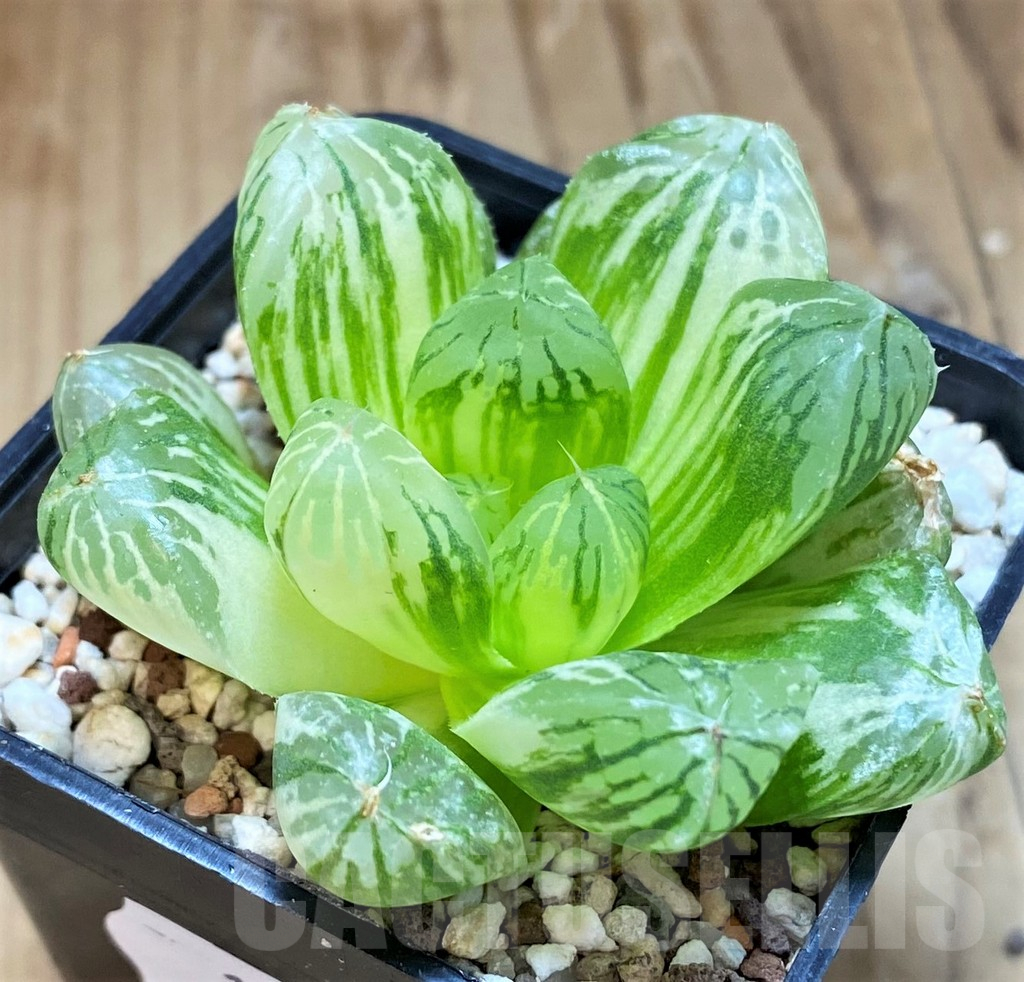 SH11963 Haworthia obtusa f. variegata - Image 2