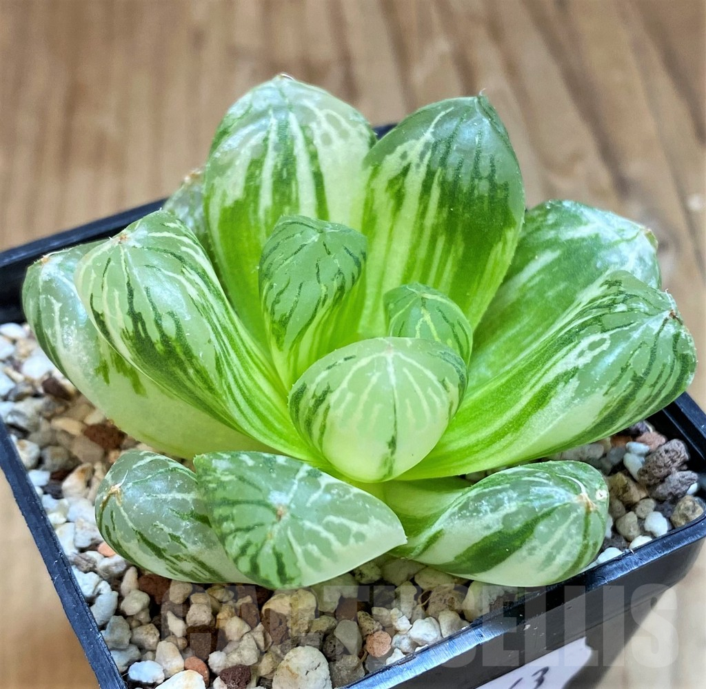 SH11963 Haworthia obtusa f. variegata