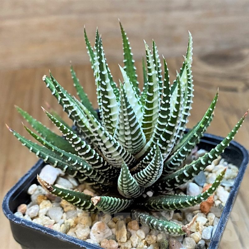 SH11965 Haworthia fasciata f. variegata