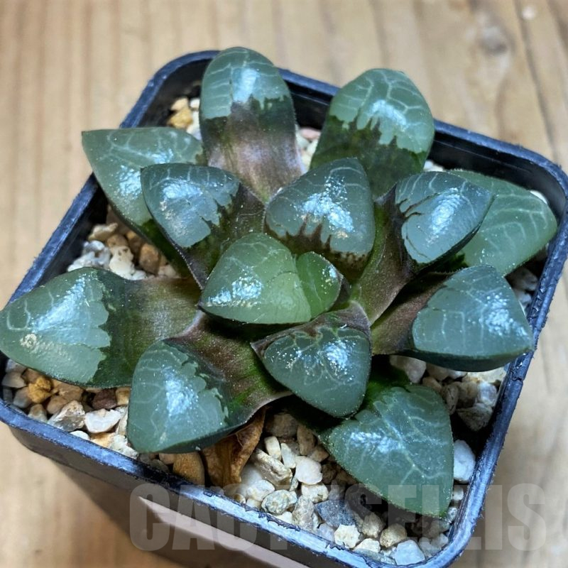 SH11966 Haworthia bayeri x sprinbokvlakensis