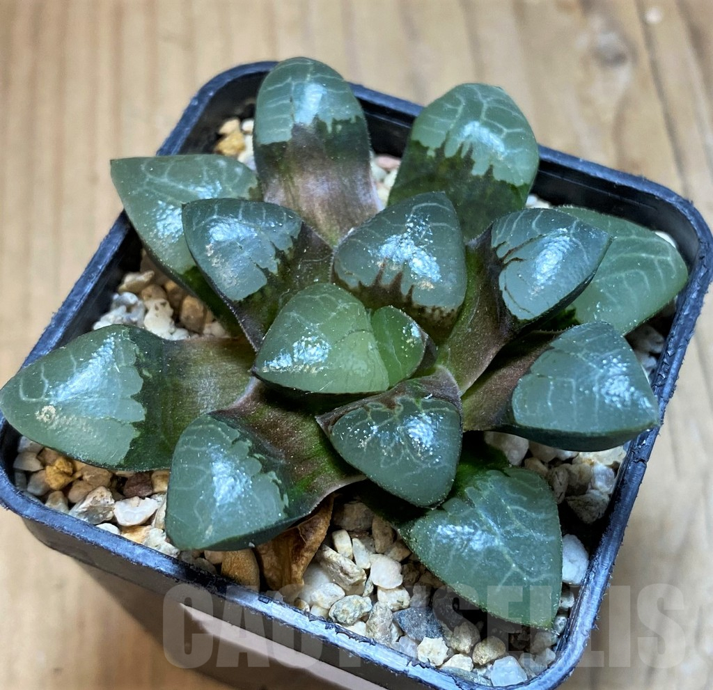 SH11966 Haworthia bayeri x sprinbokvlakensis