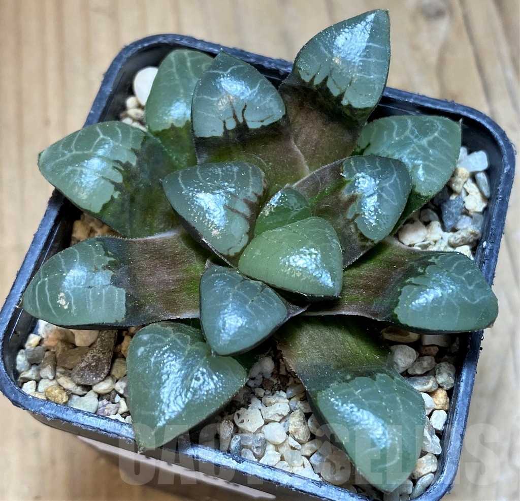 SH11966 Haworthia bayeri x sprinbokvlakensis - Image 2