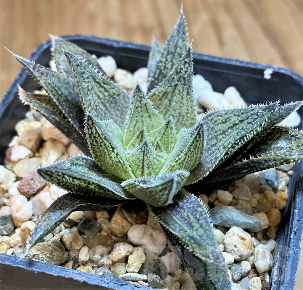 SH11967 Haworthia pubescens hybrid - Obrázek 2