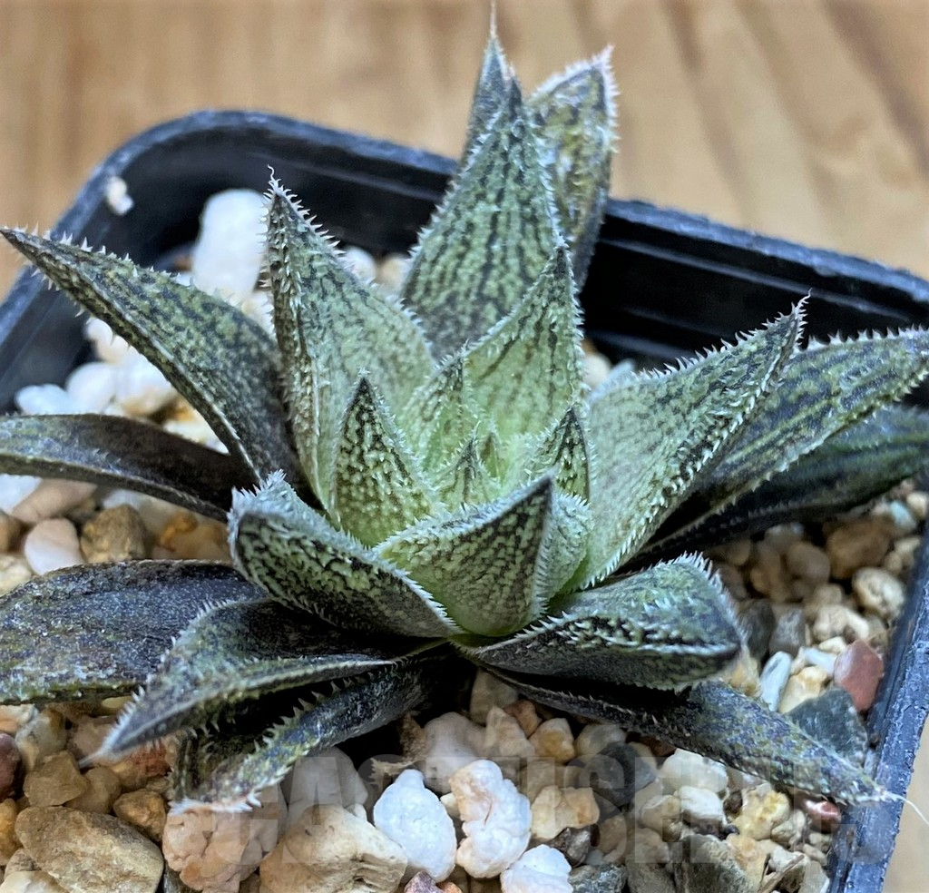 SH11967 Haworthia pubescens hybrid