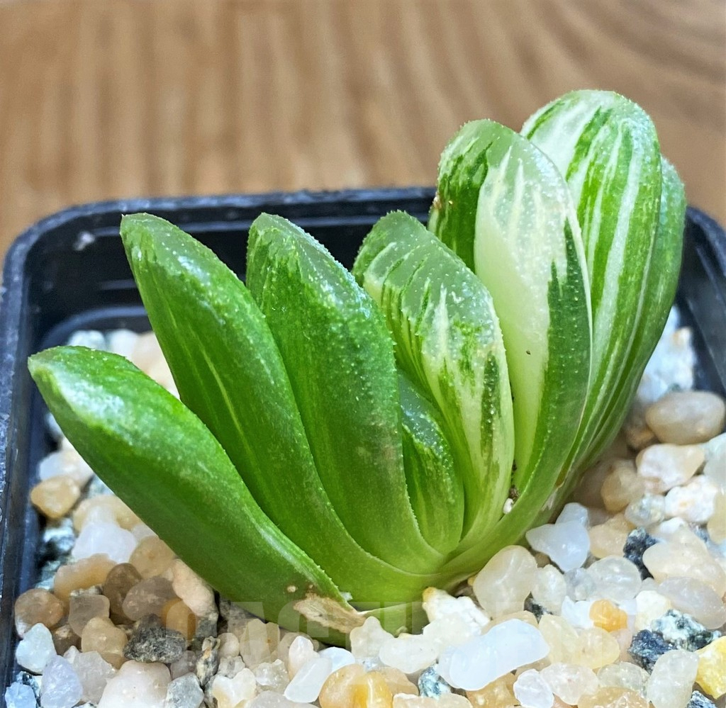 SH11968 Haworthia truncata 'Lime Green' f. variegata