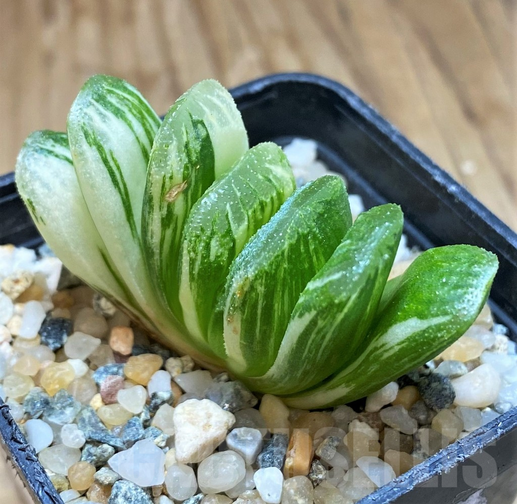 SH11968 Haworthia truncata 'Lime Green' f. variegata - immagine 2
