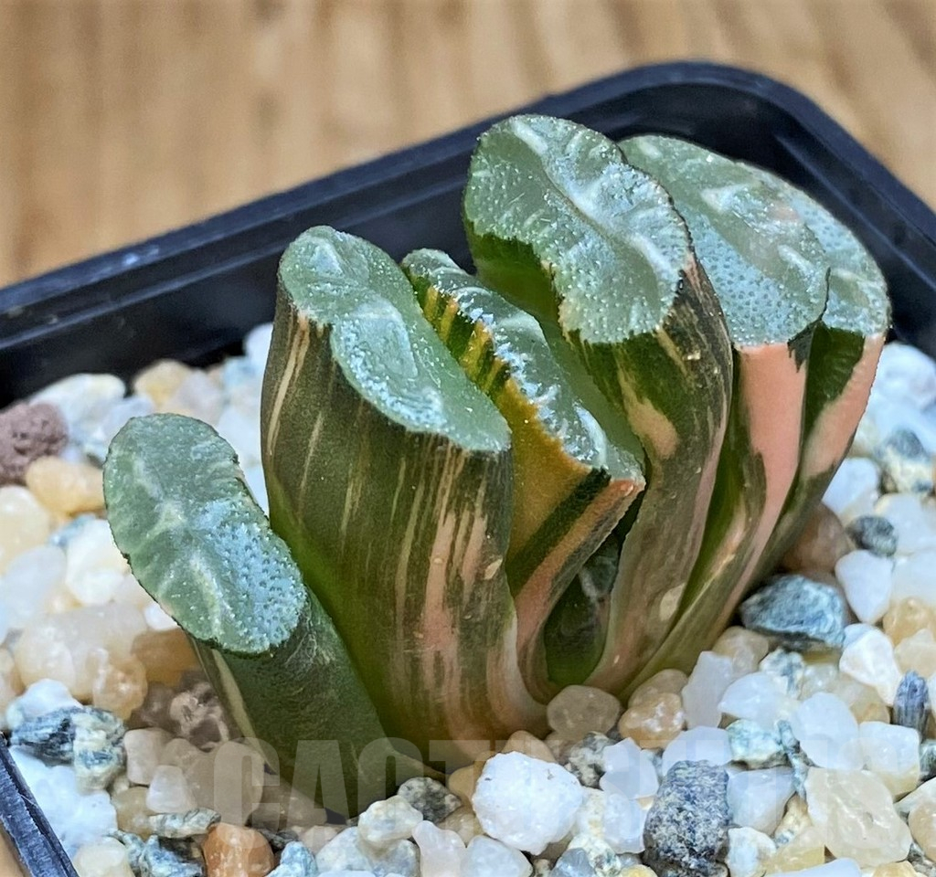 SH11969 Haworthia truncata f. variegata - immagine 2