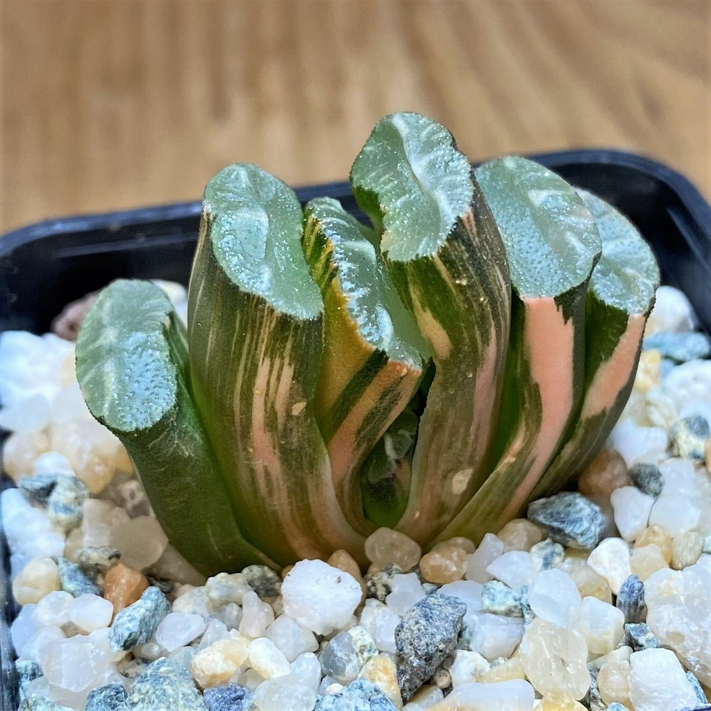 SH11969 Haworthia truncata f. variegata