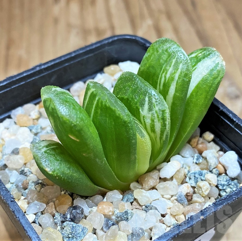 SH11970 Haworthia truncata 'Lime Green' f. variegata - immagine 2