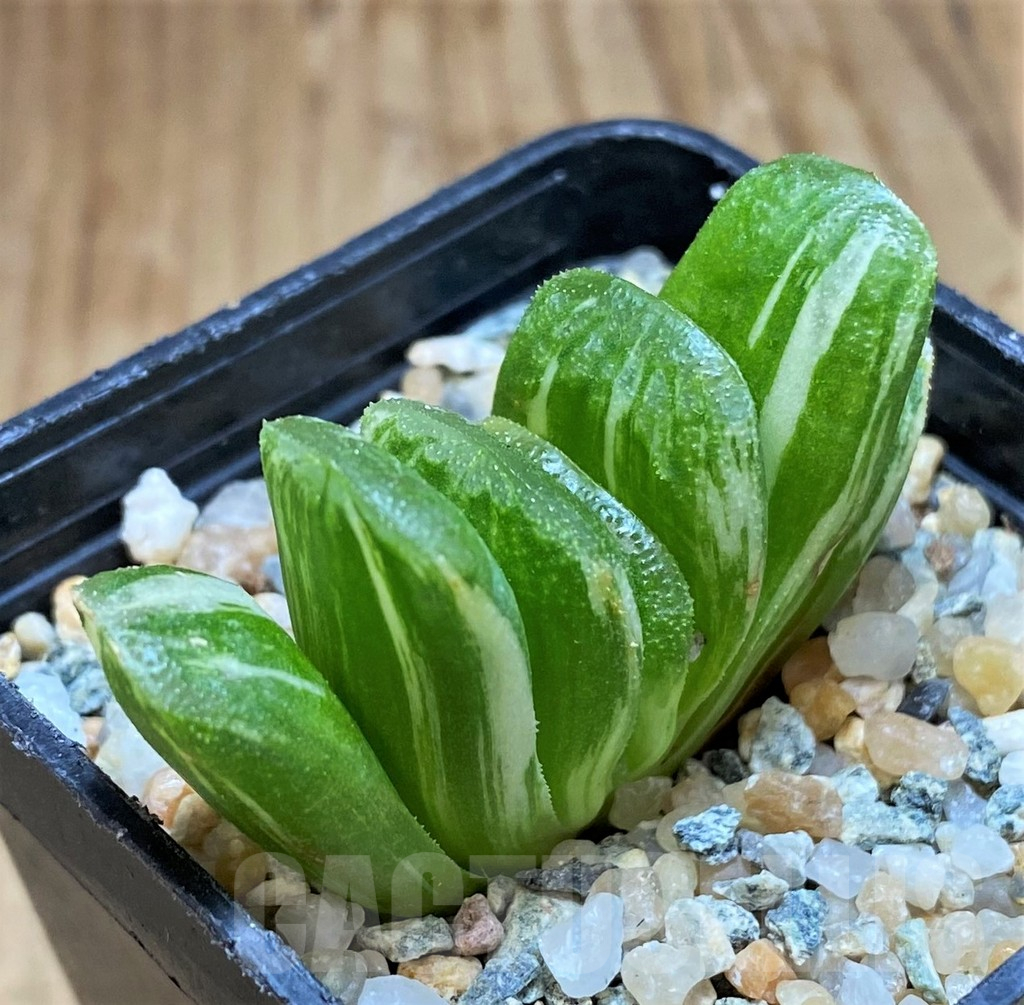 SH11970 Haworthia truncata 'Lime Green' f. variegata