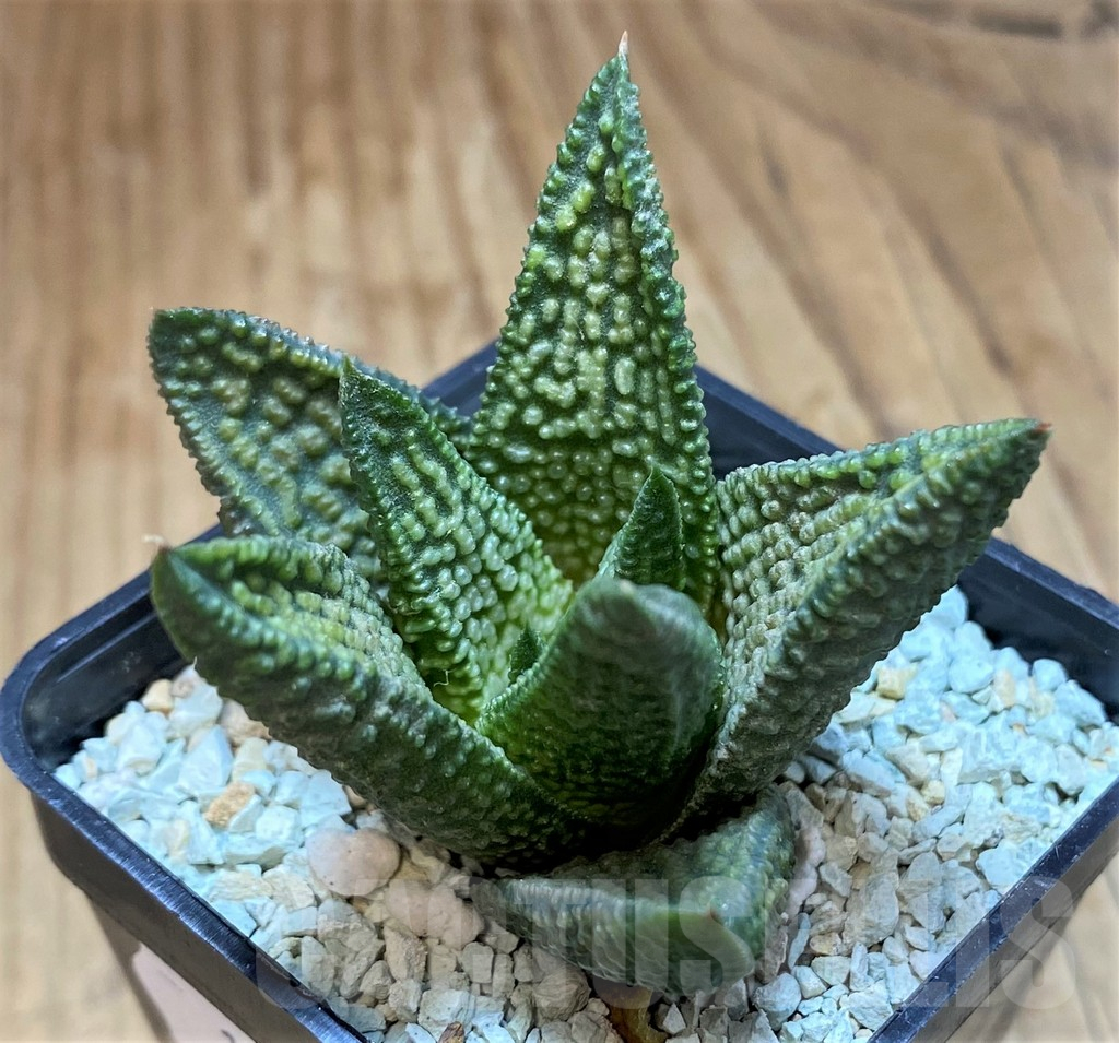 SH11971 Haworthia 'Marble Queen' - Image 2