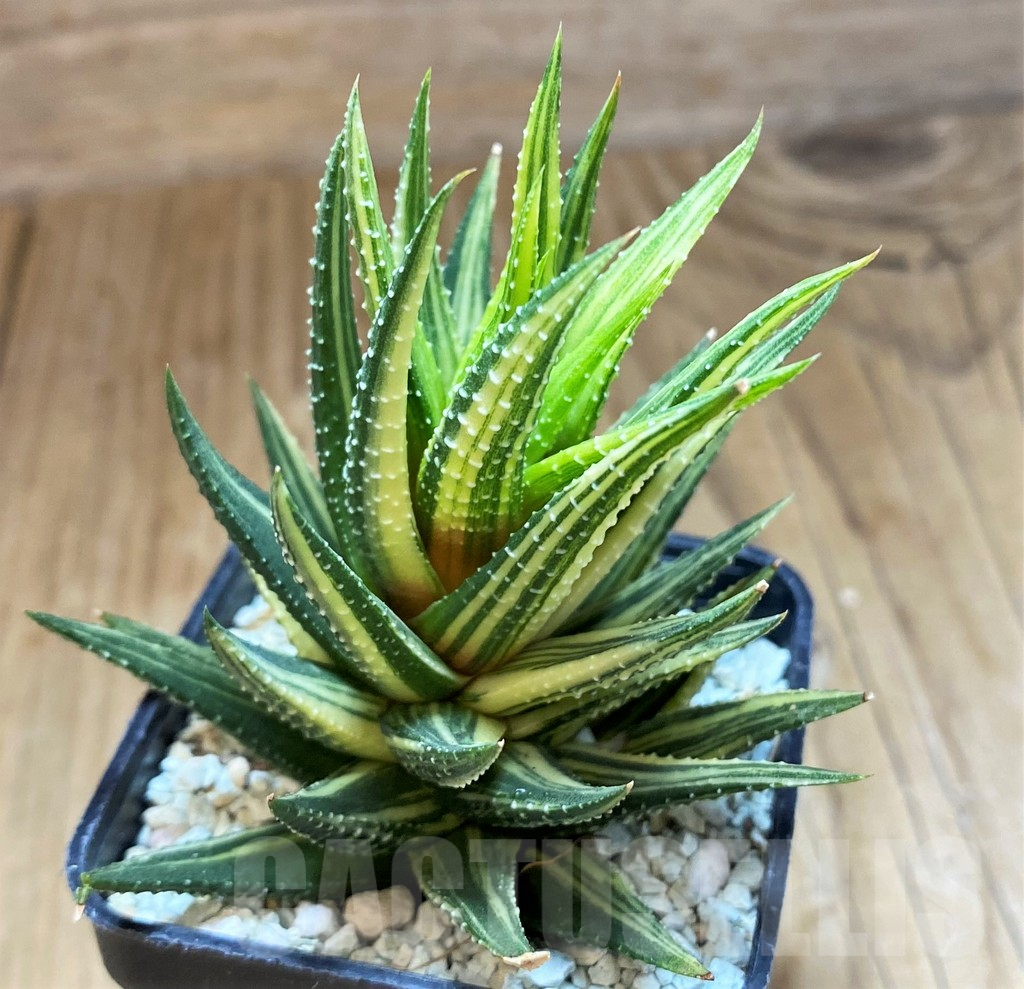 SH11975 Haworthia reinwardtii hybrid f. variegata
