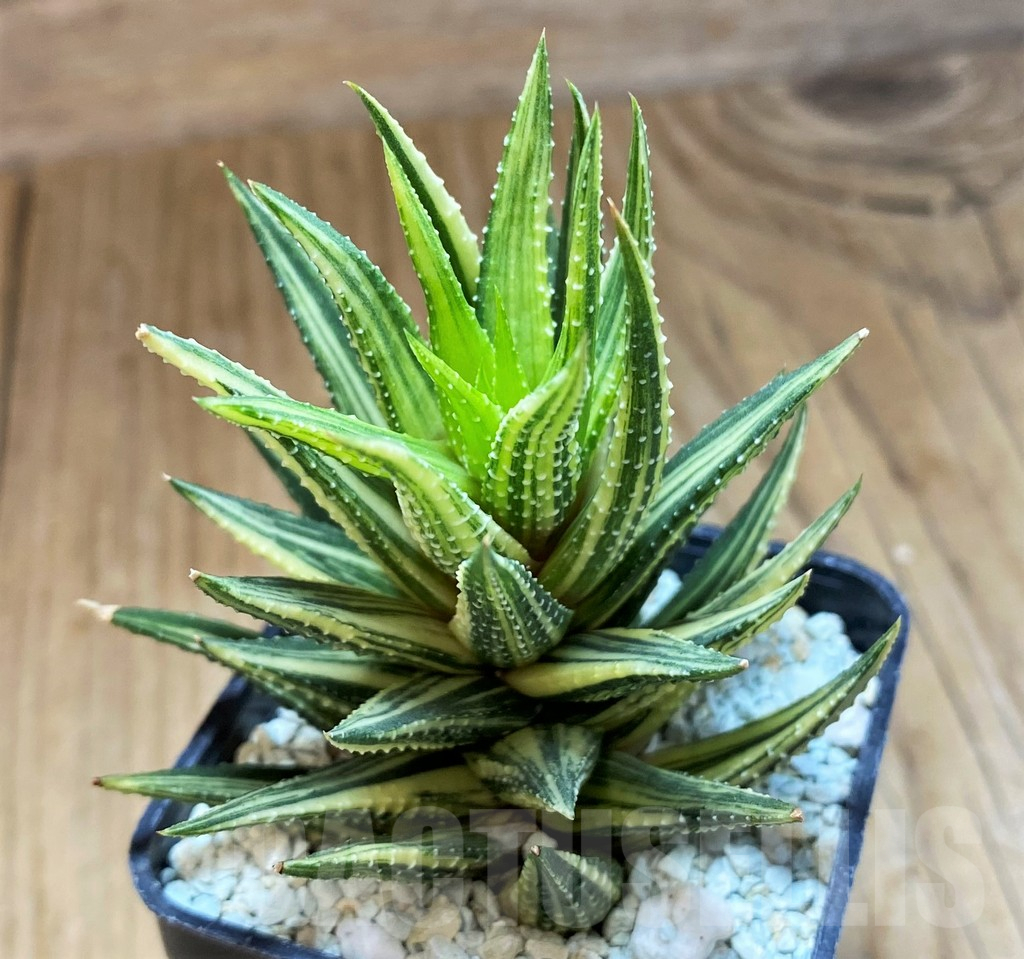 SH11975 Haworthia reinwardtii hybrid f. variegata - immagine 2