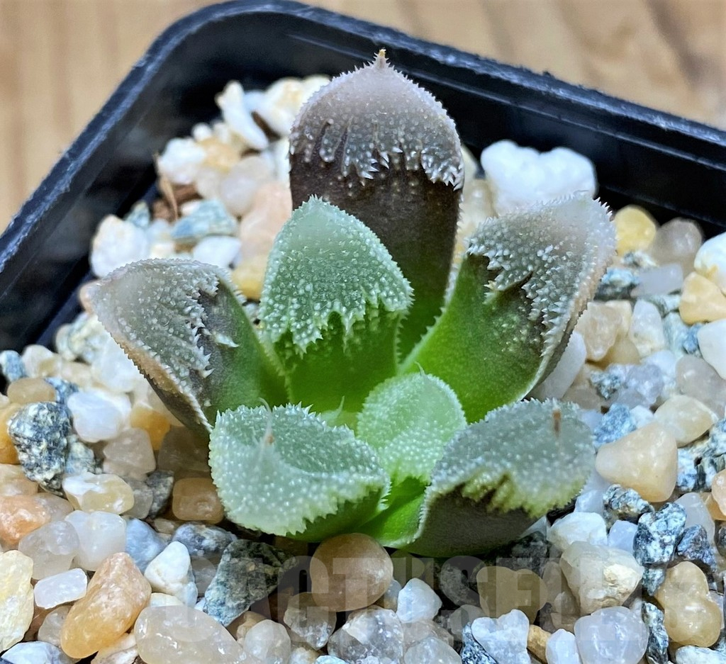 SH11976 Haworthia 'Hakuteijyo' mutant – Image 2