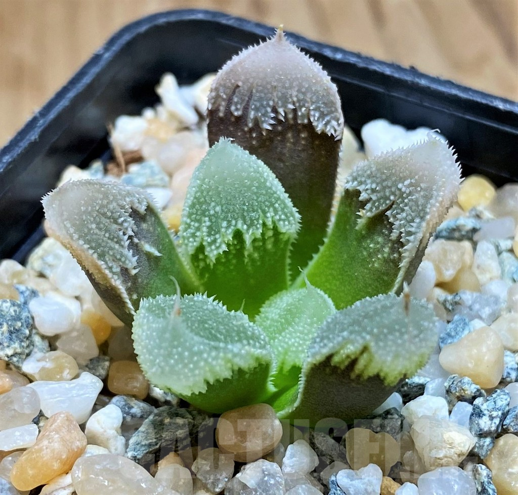 SH11976 Haworthia 'Hakuteijyo' mutant