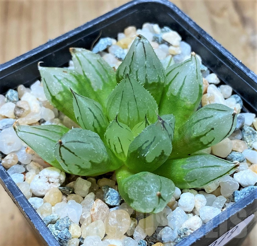 SH11979 Haworthia cooperi ‘West Asia Tsuen’