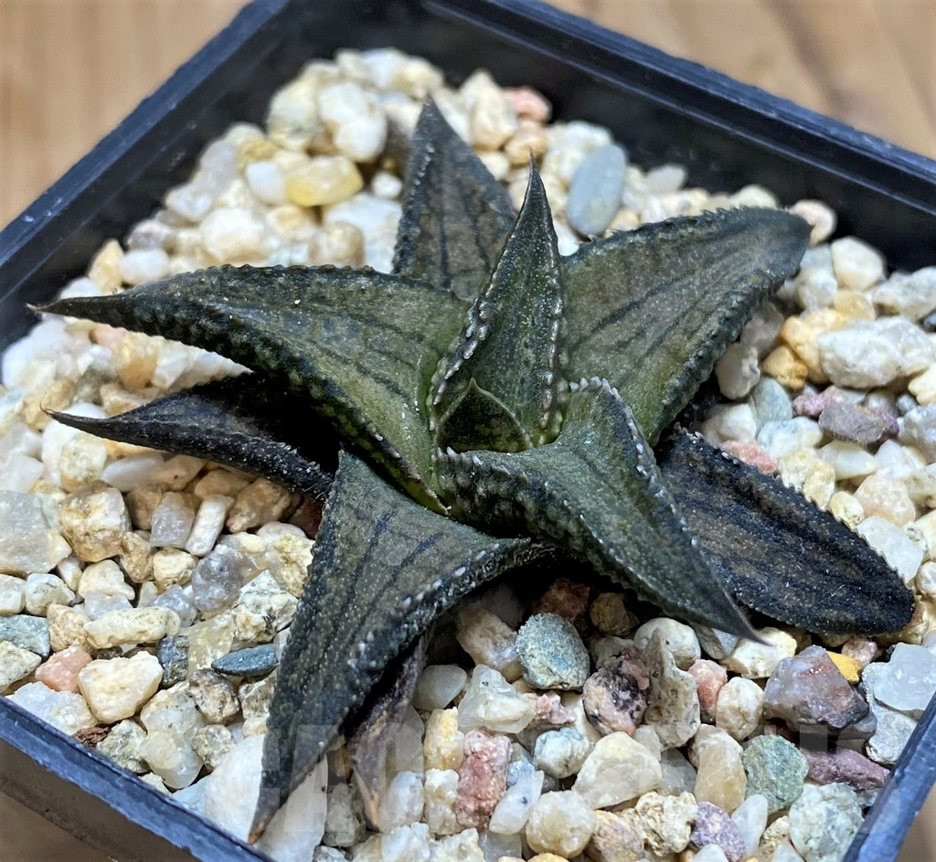 SH11948 Haworthia woolleyi x koelmaniorum