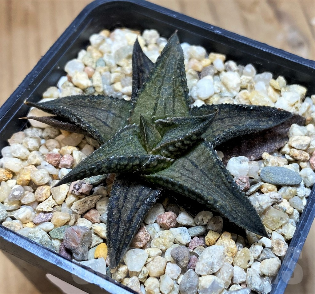 SH11948 Haworthia woolleyi x koelmaniorum - Image 2