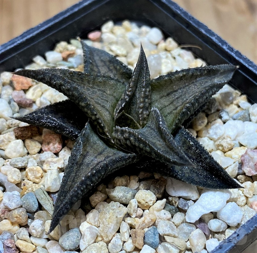 SH11949 Haworthia woolleyi x koelmaniorum