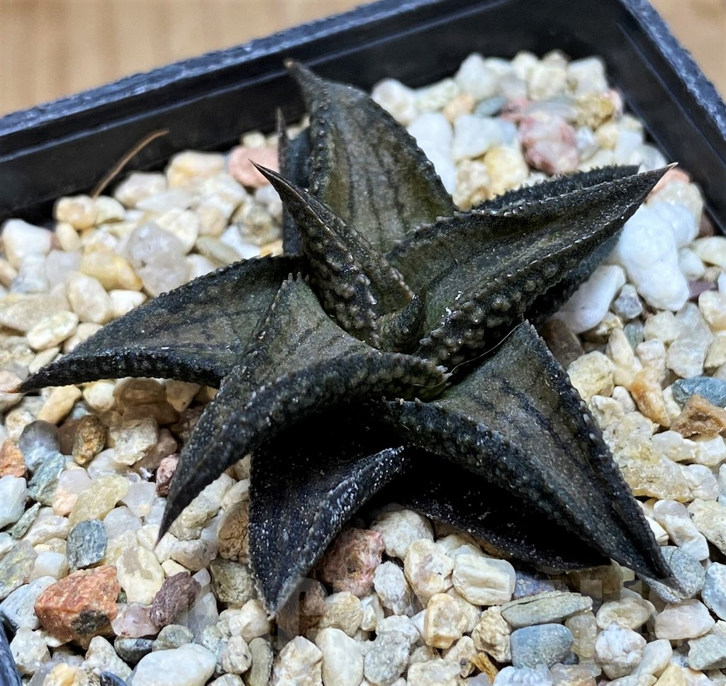 SH11949 Haworthia woolleyi x koelmaniorum - Image 2