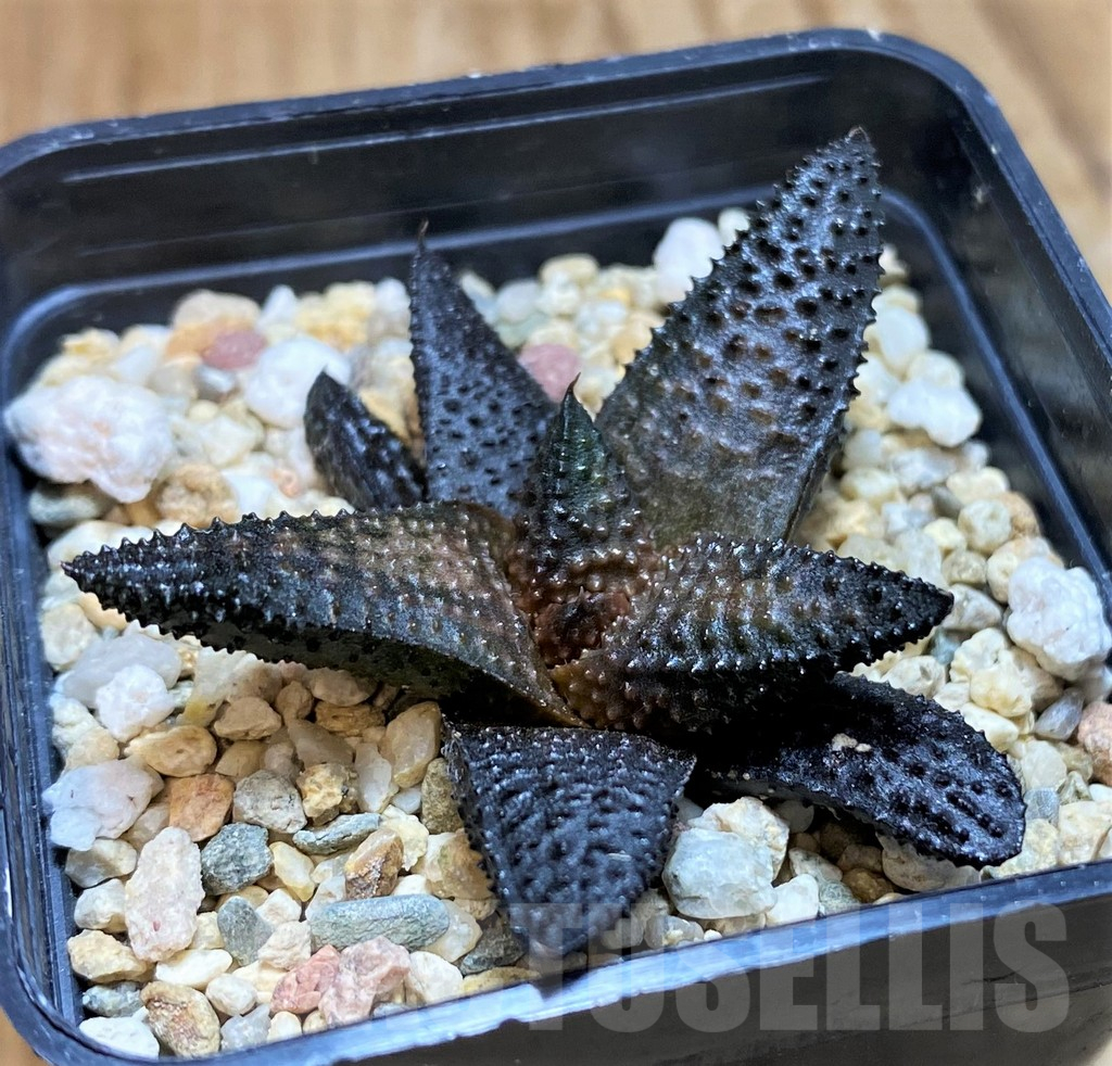SH11950 Haworthia scabra x koelmaniorum - Image 2