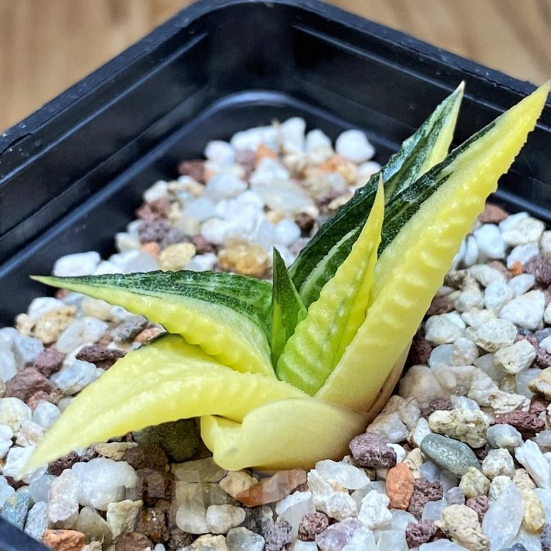 SH11951 Haworthia limifolia f. variegata