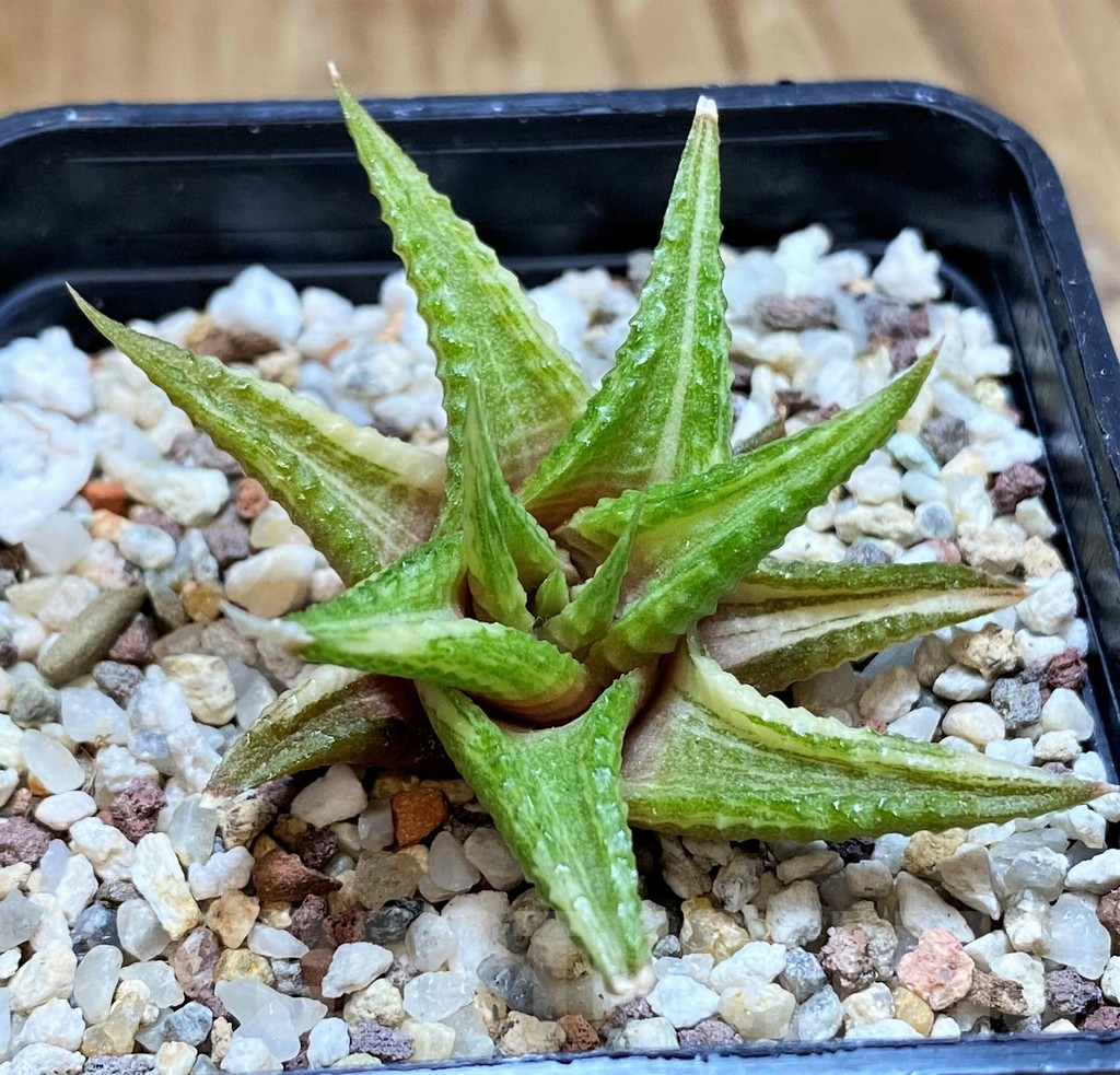 SH11953 Haworthia limifolia hybrid f. variegata - Image 2