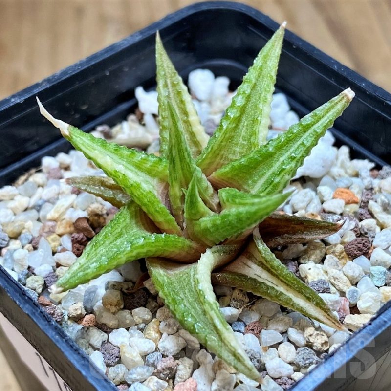 SH11953 Haworthia limifolia hybrid f. variegata