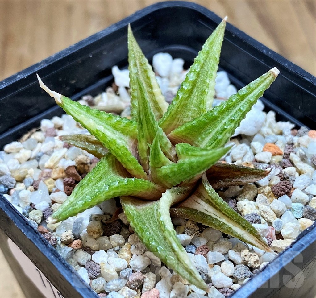 SH11953 Haworthia limifolia hybrid f. variegata