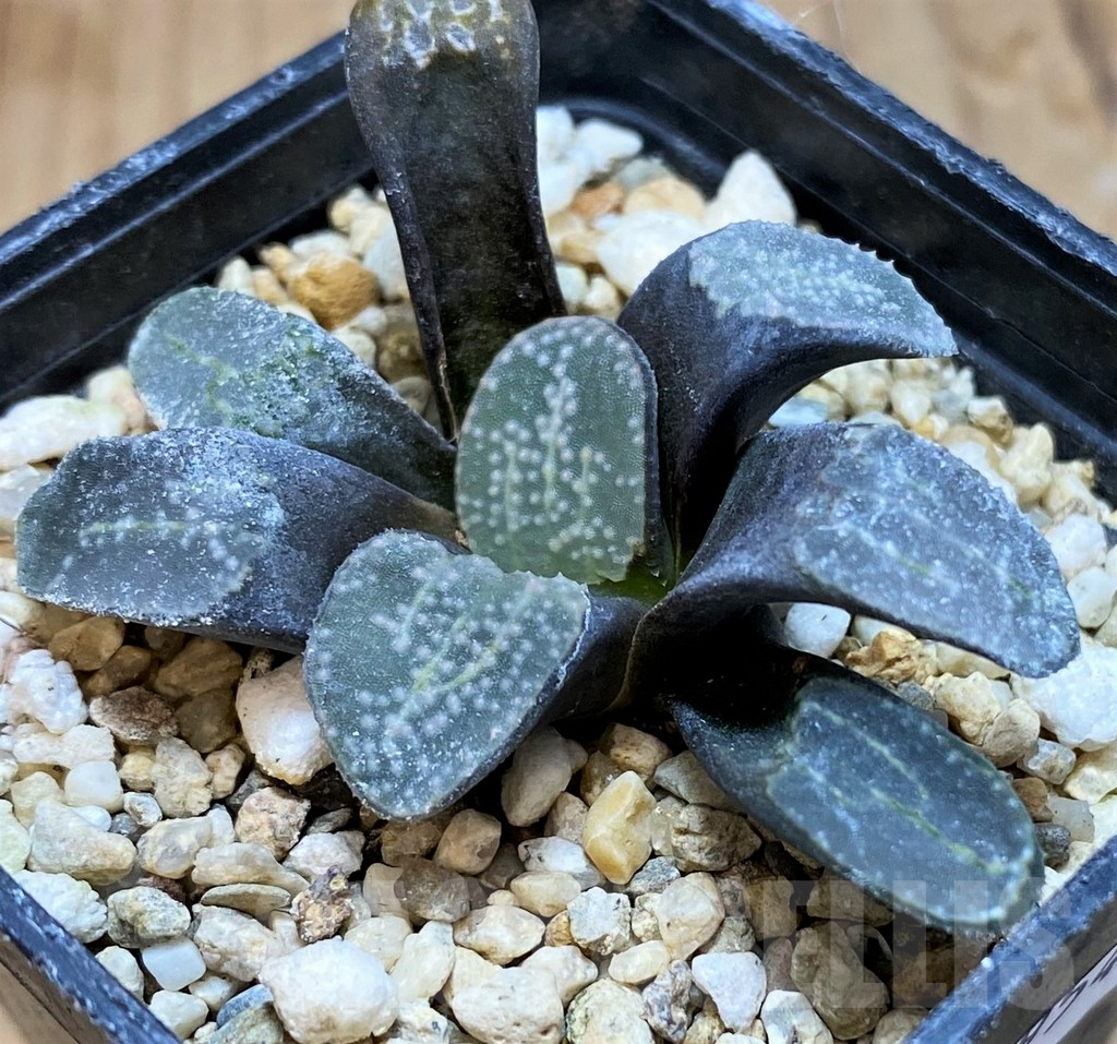 SH11954 Haworthia groenewaldii - Imagen 2