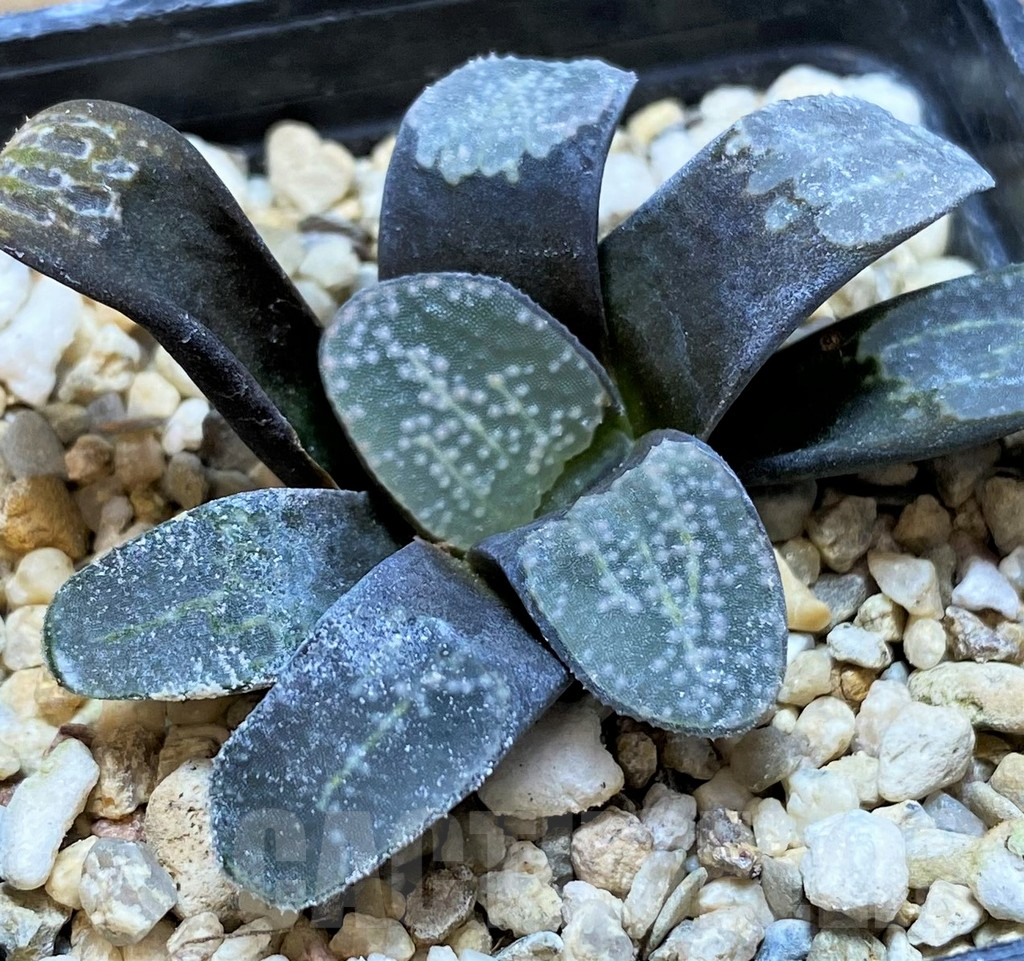 SH11954 Haworthia groenewaldii