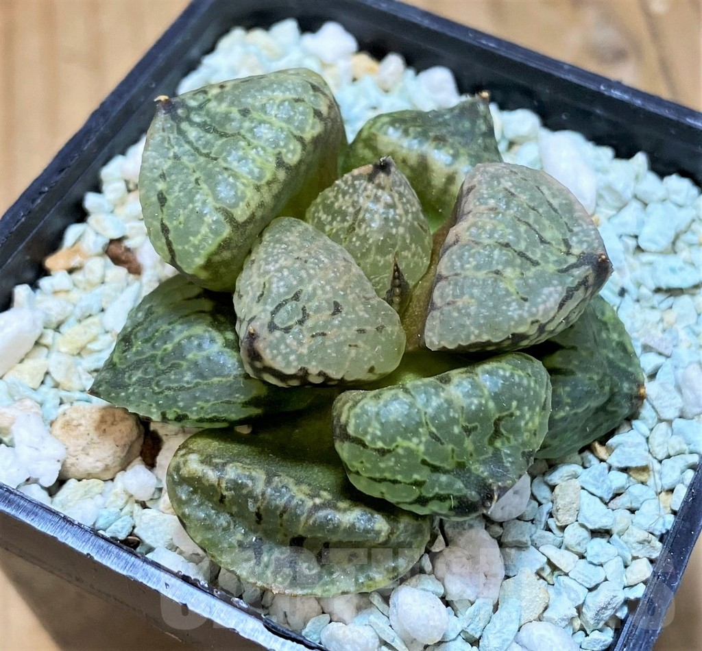 SH11955 Haworthia picta mutant