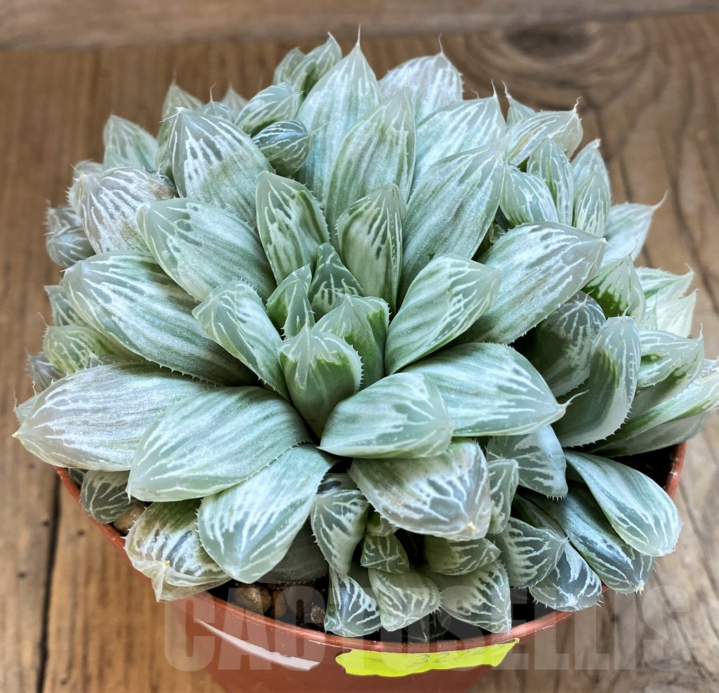 SH11986 Haworthia cooperi f. variegata