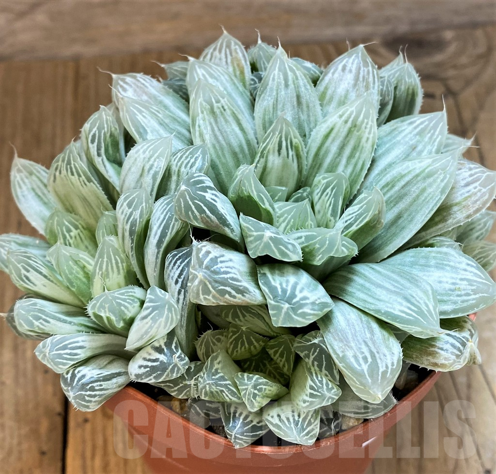 SH11986 Haworthia cooperi f. variegata - Imagen 2